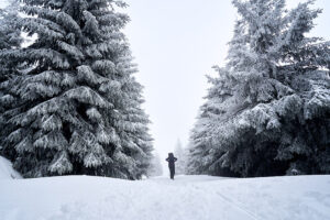 Zimní cesta lesem